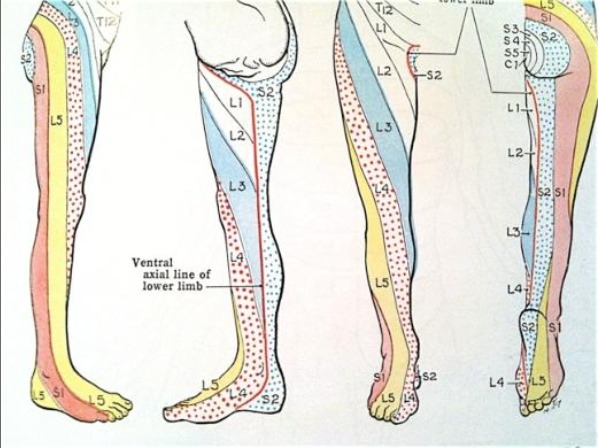 Dermatome Chart