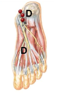 foot diagram by Netter's Anatomy